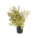 Gardenbox Süs Iğdesi Fidanı, 50-70 cm, 1 Adet Saksılı Bahçe Balkon Bitkisi, Elaeagnus × Ebbingei