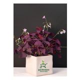 Gardenbox Süs Yoncası Mor Yapraklı Yonca Çiçeği 1 ADET 20-30 Cm (Oxalis triangularis)