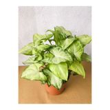 Gardenbox Syngonium Podophyllum White Butterfly Melek Kanadı Çiçeği, H:25CM, İç Mekan Bitkisi