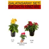 Gardenbox Takım Seti Sarı Dahliya, Kırmızı Mine, Pembe Gül Fidanı