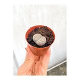 Gardenbox Taş Kaktüs Lithops 5.5 cm Saksıda