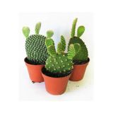 Gardenbox Tavşan Kulağı Kaktüs, 3 Adet, Sarı-Kırmızı-Beyaz, Opuntia Microdasys