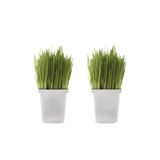 Gardenbox Taze Filizli Kedi Otu, Saksıda Kedi Çimi Bitki, 2 Adet, 8,5 Litrelik Saksı