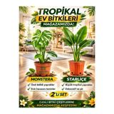 Gardenbox Taze İç Mekan Bitkileri, Monstera ve Starliçe, 2 Adet Saksılı Set