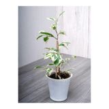 Gardenbox Tek Dal Alacalı Beyaz Benjamin, 40-70 cm, 1 Adet Tüplü İç/Dış Mekan Bitkisi
