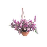 Gardenbox Telgraf Çiçeği Askılı Saksı, Pembe