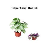 Gardenbox Telgraf Çiçeği Hediyeli, Zarif Yapraklı Melek Kanadı Bitkisi, İç Mekan Bitkisi