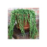 Gardenbox Tesbih Boncuk Çiçeği Saksılı İç Mekan Bitkisi, 20-40 cm, Senecio Rowleyanus
