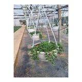 Gardenbox Tesbih Çiçeği, 20-30 cm, 1 Adet Saksılı Dış Mekan Bitkisi