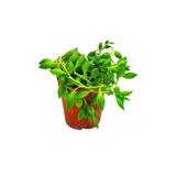 Gardenbox Tesbih Çiçeği Boncuk Sukulent, 5,5 cm Saksıda, Çiçek Açan Cins