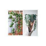 Gardenbox Tespih Çiçeği, Senecio Rowleyanus, Askılı Büyük Saksı, Yeşil