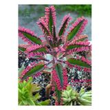 Gardenbox Toz Pembe Aşkın Gözyaşı Çiçeği Saksılı 10-15 cm