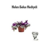 Gardenbox Toz Pembe Telgraf Çiçeği, Helen Saksı Hediyeli, İç Mekan Bitki