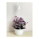 Gardenbox Tradescantia Nanouk Pembe Telgraf Çiçeği, Askılı Saksı