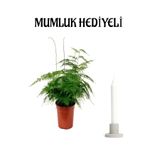 Gardenbox Tül Kuşkonmaz Bitkisi, Hediyelik Mumluk ile Anneler Gününe Özel