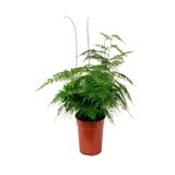 Gardenbox Tül Kuşkonmaz Bitkisi, Kadınlar Gününe Özel Hediyelik