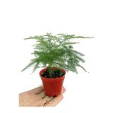Gardenbox Tül Kuşkonmaz, Pembe Alacalı Kauçuk Bitkisi, Hediyelik