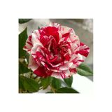 Gardenbox Tüplü Gül Fidanı, Bordo Beyaz Renk, Sarmaşık Kokulu