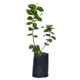 Gardenbox Tüplü, Kokulu Ful Yasemin Çiçeği Fidanı, 60-80 cm
