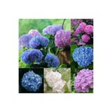Gardenbox Tüplü Ortanca Çiçeği, Ortanca Fidanı, 2 Adet, Karışık Renkler