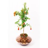 Gardenbox Tüplü Ufak Meyveli Cüce Boylu Süs Nar Fidanı
