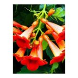Gardenbox Turuncu Acem Borusu Çiçeği, 30-60 cm, Tüplü Bodur Bitkiler, Euphorbia Myrsinites