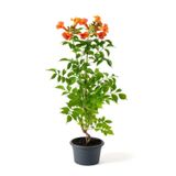 Gardenbox Turuncu Acem Borusu Çiçeği, 50-70 cm, Saksılı, Campsis radicans