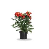 Gardenbox Turuncu Acem Borusu Fidanı, 40-80 cm, 1 Adet Saksılı Dış Mekan Bitkisi
