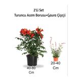 Gardenbox Turuncu Acem Borusu + Gaura Çiçeği 2'Li Set, Dış Mekan Bitkisi, Çok Renkli