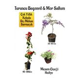 Gardenbox Turuncu Begonvil Çiçeği, Mor Salkım Ağacı Fidanı, Mezem Çiçeği Hediyeli Bahçe Peyzaj Seti