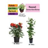 Gardenbox Turuncu Borazan Çiçeği