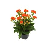 Gardenbox Turuncu Çiçekli Kalanşo ( Kalanchoe ) Çiçeği Ithal Büyük Boy