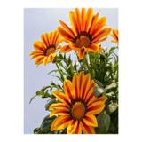 Gardenbox Turuncu Gazanya, 5-15 cm, 10 Adet Saksılı Çiçekli Bodur Bitki