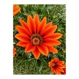 Gardenbox Turuncu Gazanya Çiçeği, 15-30 cm Saksılı, Çiçekli Bodur Bitkiler