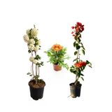 Gardenbox Turuncu Gazanya Çiçeği, Saksılı, 15-25cm, Çiçekli Bodur Bitki
