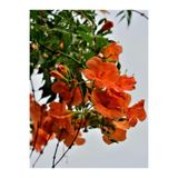 Gardenbox Turuncu Japon Gülü Çiçeği Fidanı, 20-45 cm Saksılı, Hibiscus Rose