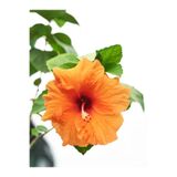 Gardenbox Turuncu Japon Gülü Çiçeği Fidanı, 40-60 cm, Saksılı, Bodur