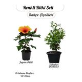 Gardenbox Turuncu Japon Gülü Çiçeği + Filbahri (Kokulu) Bitki Seti, 40-60 cm