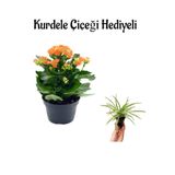 Gardenbox Turuncu Kalanşo (Kalanchoe) Çiçeği, Saksılı, Hediyelik