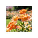 Gardenbox Turuncu Orange Pompon Yediveren Saksılı Aşılı Gül, 30-65 cm