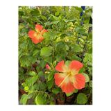 Gardenbox Turuncu Renk Japon Gülü Çiçeği, Saksılı, 30-60cm, Çiçekli Ağaç