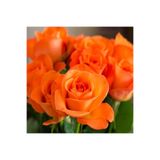 Gardenbox Turuncu Yediveren Kokulu Gül Fidanı, 10-15 cm, Saksılı Aşılı Gül
