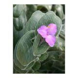 Gardenbox Tüylü Telgraf Çiçeği Fidanı, 20-30cm, Askılı Saksılı, Pembe Çiçekli, Tradescantia