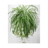 Gardenbox Videolu 1 Adet Kurdela Çiçeği Fidanı 40-60cm Saksılı (RİBBON FLOWER SEEDLİNG)