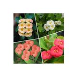 Gardenbox Videolu 4'lü Dikenler Tacı Çiçeği Sarı-kırmızı-pembe-beyaz 10-20 Cm Tüplü Çiçekli Euphorbia Milii