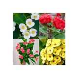 Gardenbox Videolu 4'lü Karışık Renk Dikenler Tacı Çiçeği 10-15 Cm Tüplü Çiçekli Bodur Bitki Euphorbia Milii
