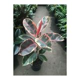 Gardenbox Videolu Alacalı Kauçuk, 60-80 cm, Saksılı, İç Mekan Süs Bitkisi, Ficus Elastica Belize
