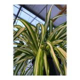 Gardenbox Videolu Alacalı Kurdele Çiçeği, 20-30cm, Saksılı, İç Mekan Ofis Bitkisi, Chlorophytum