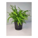 Gardenbox Videolu Aşk Merdiveni İç Mekan Bitkisi, Fujer Nephrolepis, 30-40cm, Saksılı