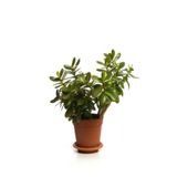 Gardenbox Videolu Bonsai Para Ağacı Yeşim, 10-15cm Saksıda, Büyük Boy Salon Bitkisi, Crassula Ovata